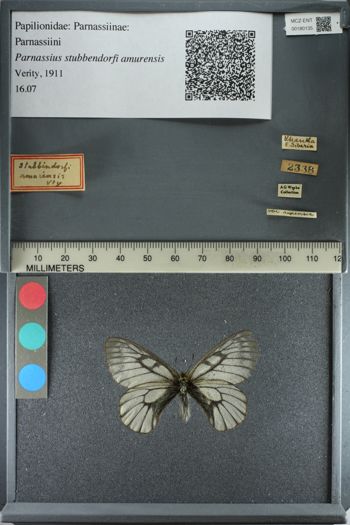 Media type: image;   Entomology 180135